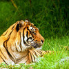 Tiger michael photo