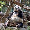 Giant Panda michael photo