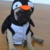 Boo The Pug Penguin Halloween Costume DaPuglet photo