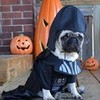 Boo Darth Vader Pug Halloween Costume DaPuglet photo