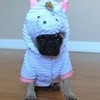Boo The Unicorn Pug Halloween Costume DaPuglet photo