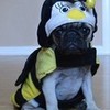 Boo The Bumble Bee Pug Halloween Costume DaPuglet photo