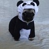 Boo The Panda Pug Halloween Costume DaPuglet photo