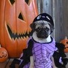 Boo The Spider Pug Halloween Costume DaPuglet photo