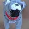 Boo The Bulldog Pug Halloween Costume DaPuglet photo