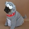 Boo The Bulldog Pug Halloween Costume DaPuglet photo
