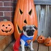 Boo Superman Pug Halloween Costume DaPuglet photo