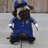 Boo Policeman Cop Pug Halloween Costume DaPuglet photo