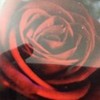 Red Rose abbygrace photo