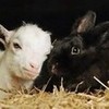 Adorable picture of a goat and rabbit too cute not to re-post. Mjones8705 photo