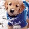 golden retriever puppy in the snow greyswan618 photo