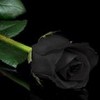 Black Rose tuneatic photo