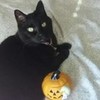 My Halloween cat, Mystic earthwoman65 photo