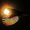 Rainbow Humming Bird valleyer photo