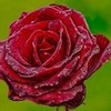Red Rose 5 Fanfreak48892 photo