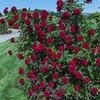 Red Rose Bush Fanfreak48892 photo