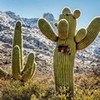 Saguaro Cactus 1 Fanfreak48892 photo