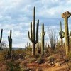 Saguaro Cactus 2 Fanfreak48892 photo