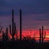 Saguaro Cactus 4 Fanfreak48892 photo