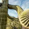 Saguaro Cactus 5 Fanfreak48892 photo