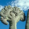 Saguaro Cactus 6 Fanfreak48892 photo