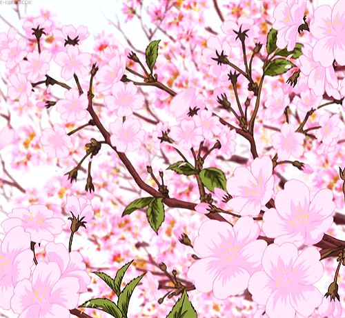  চেরি Blossom