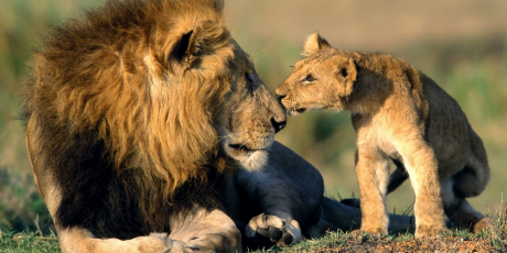 Cub & Daddy lion
