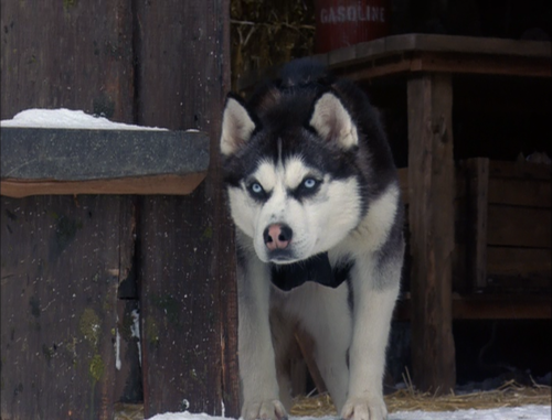 Demon from Snow Dogs