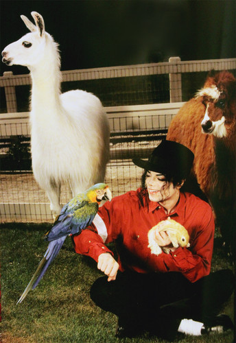  MJ and animal