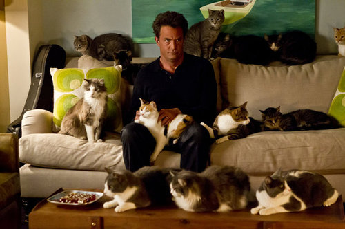 Matthew and a bunch of cats