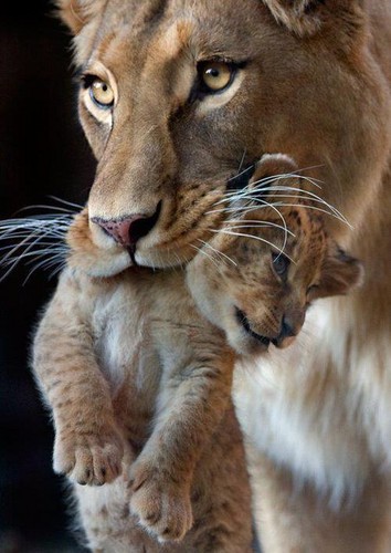  Mother & cub