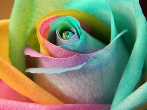  arcobaleno rose