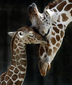  giraffe mother and baby