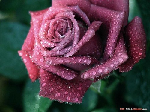  pink rose