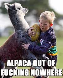  Alpaca Out Of Nowhere!