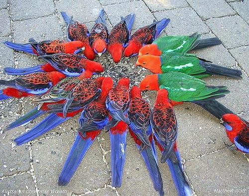  CRIMSON ROSELLAS AND KING PARROTS.