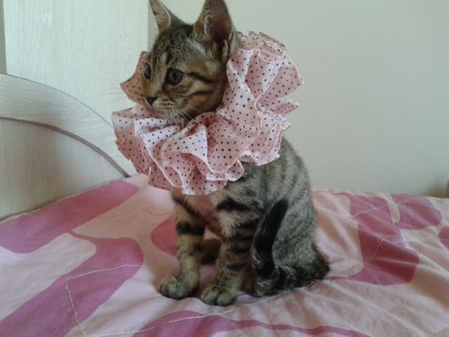 Fashionista kitten