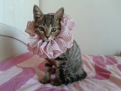  Fashionista kitten