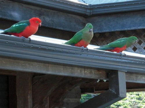  King Parrots