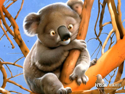  Koala