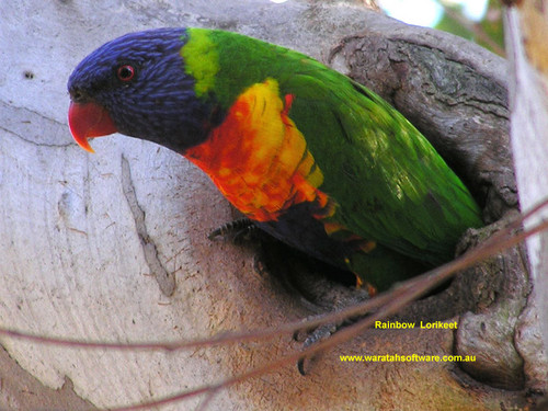  arco iris Lorikeet Australian Parotts