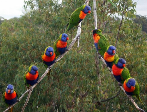  pelangi, rainbow Lorikeet Australian Parotts