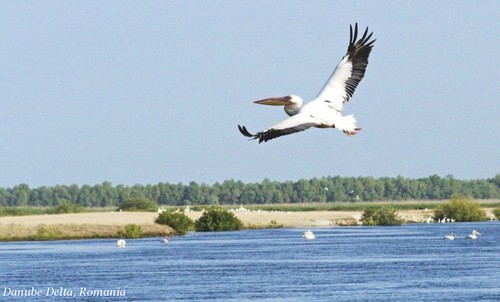  Romania - Danube Delta - water landscapes pelicans