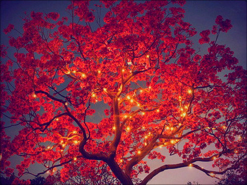  ★ Autumn ☆