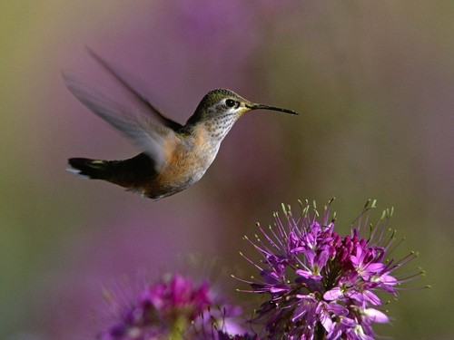  Hummingbirds