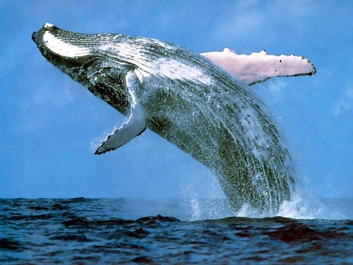  Hump Back balena