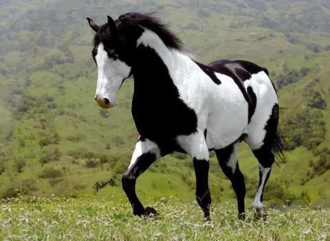 beautiful horse