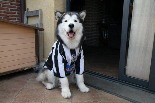  Dog in Juventus jersey