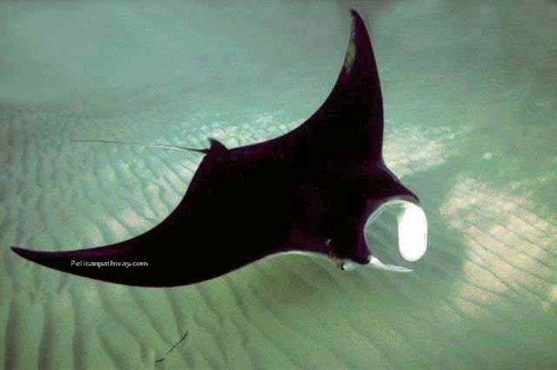  Manta ray