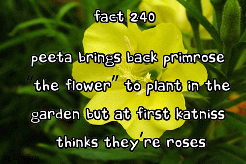 The Hunger Games facts 221-240